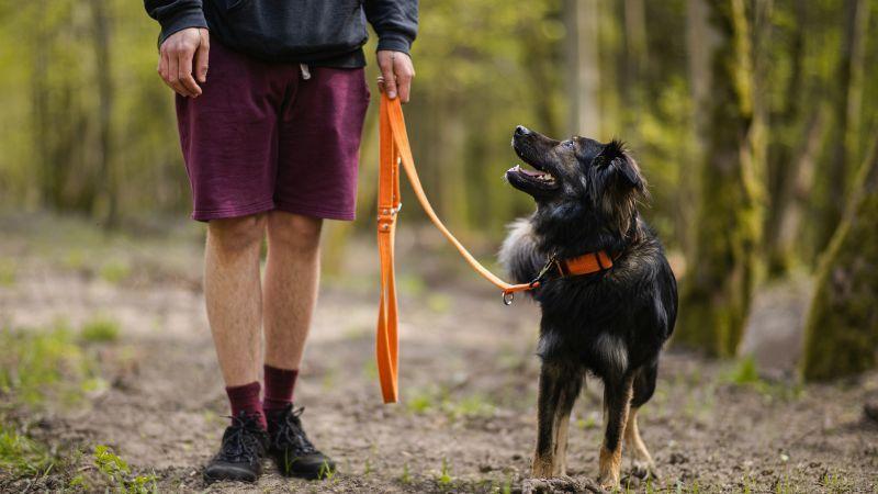 Forêt et Propriétaires de Chiens
